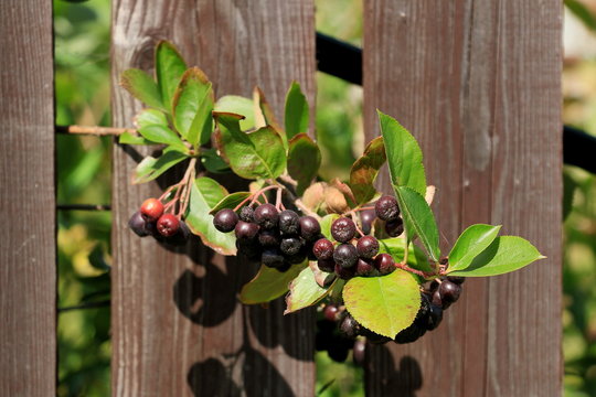 Черноплодная рябина Chokeberry