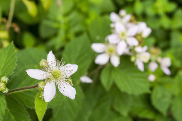 緑の中のブラックベリーの花
