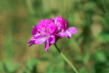 Lovely flower in the park, warm evening