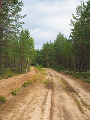 road in the woods