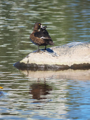  tufted duck on the lake