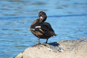  tufted duck on the lake