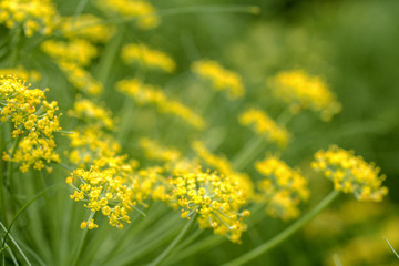 緑の中のウイキョウの花のアップ