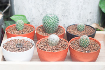 Many pots of cactus plants