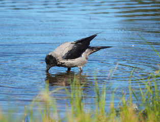 crow couple
