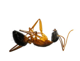 Dead fire ant 