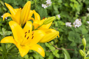 Obraz premium 緑の中の黄色いスカシユリの花