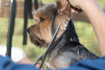 Trimming head of the Yorkshire terrier