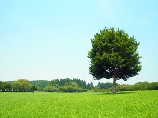 Fototapeta na wymiar 夏のみさと公園の草原と立ち木風景