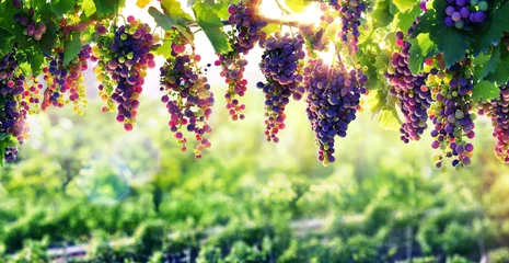 Crédence de cuisine en verre imprimé Vignoble Viticulture Le soleil qui fait mûrir les raisins