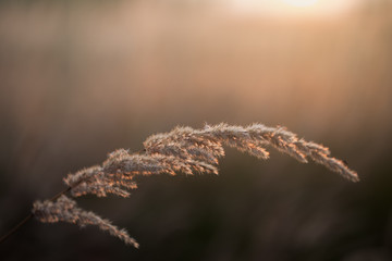 a blade of grass in the setting sun