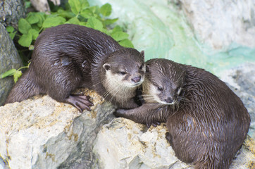 cute pair of otters wet brown otters cuddling