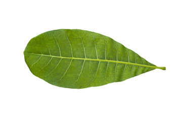 Fototapeta na wymiar Cashew Nut leaf isolated on white