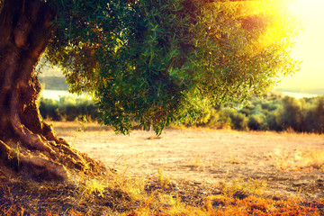 Olivenbäume. Pflanzung von Olivenbäumen bei Sonnenuntergang. Mittelmeer-