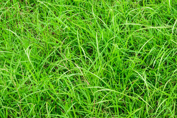 Wallpaper grass
