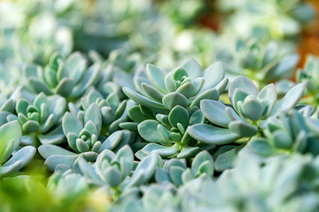 Succulent on sunlight, close up focus.