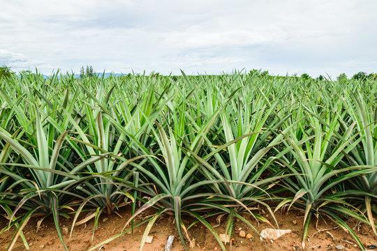 pineapple Farm