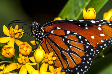  monarch butterfly (Danaus plexippus)