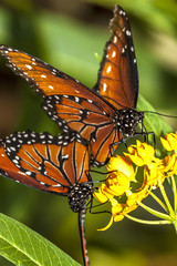  monarch butterfly (Danaus plexippus)