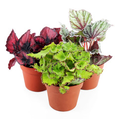 Begonia
