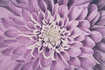 Dahlia flower petals pattern close-up. Vintage, faced floral background