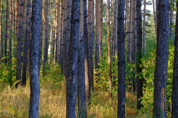 Закат в сосновом лесу в начале осени.