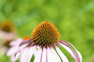 Büte von Echinacea purpurea Roter Sonnenhut