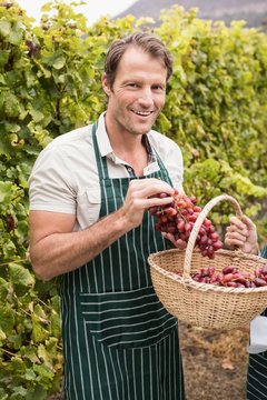 Smiling winegrower couple holding a basket of grapes