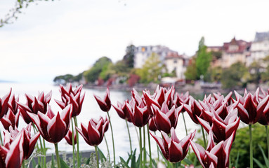 red tulips on Lake Geneva blured background © Inna Felker