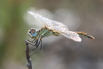 Libellula
