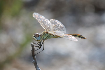 Libellula