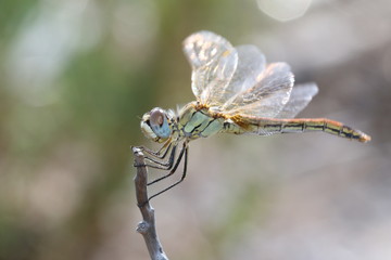 Libellula