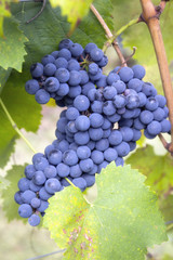 Bunches of ripe grapes. Color image