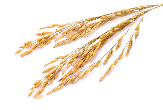 Dried ears of corn isolated white background