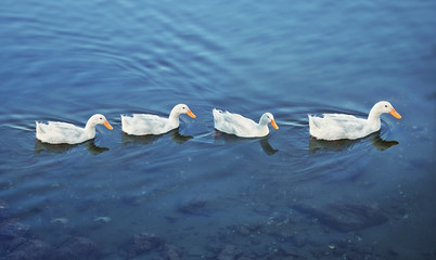 White Duck