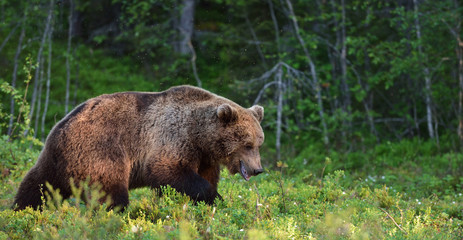 male brown bear walking with forest background