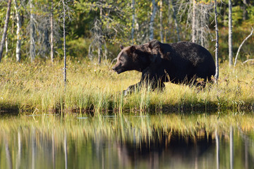 bear walking next to the pond