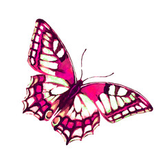 butterflies design