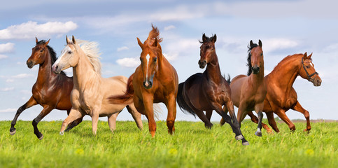 Horse herd run in beautiful green meadow