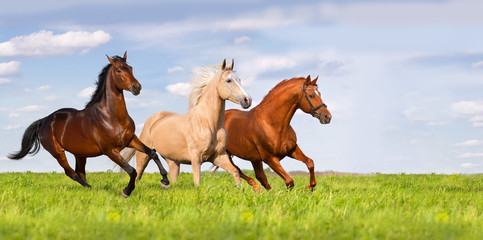 Three horse run in beautiful green meadow