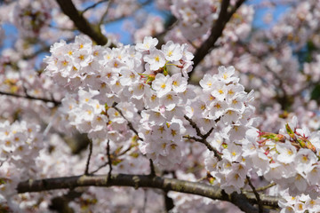 Cherry blossoms at the Tsuruga Castle Park in Aizuwakamatsu, Fukushima, Japan