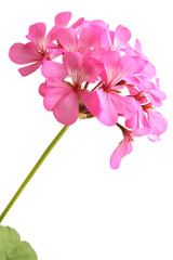 Blossoming pink geranium