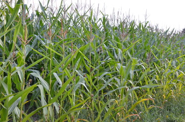 Fototapeta premium Maisfeld