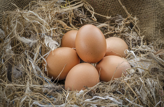 Eggs chicken in a farm
