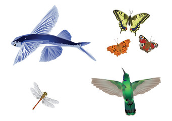 Amazing nature set - in flight