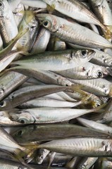 freshly caught raw fish (scad)