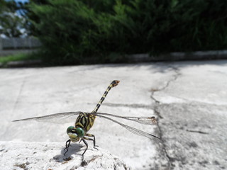 green yellow dragonfly