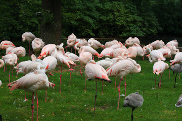 Fototapeta na wymiar Pink Flamingos in nature