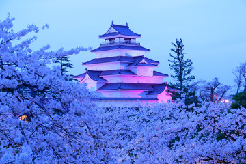 Cherry blossoms at the Tsuruga Castle Park in Aizuwakamatsu, Fukushima, Japan