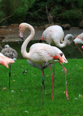 Pink Flamingos in nature